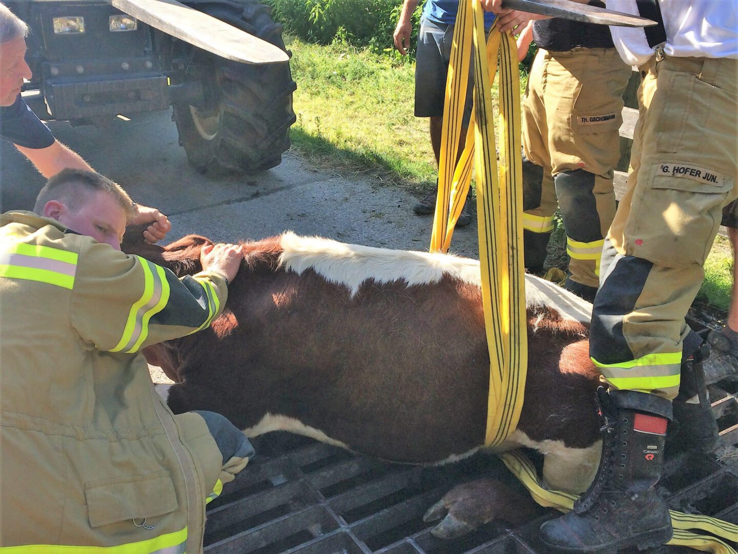 Kuh in Viehsperre eingeklemmt in Kaprun
